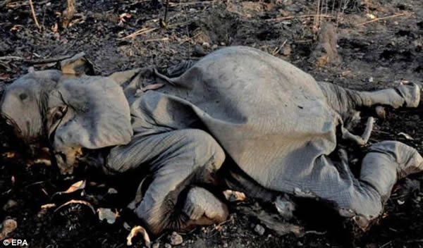 非洲国家乍得象牙偷猎者单周内屠杀86头大象
