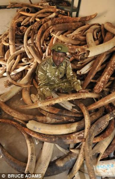 非洲国家乍得象牙偷猎者单周内屠杀86头大象