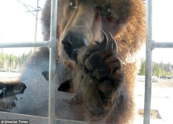 俄罗斯一只棕熊敲击窗户寻找食物