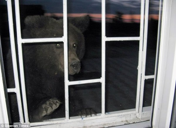 俄罗斯一只棕熊敲击窗户寻找食物