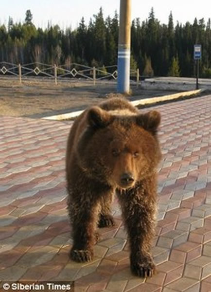 俄罗斯一只棕熊敲击窗户寻找食物