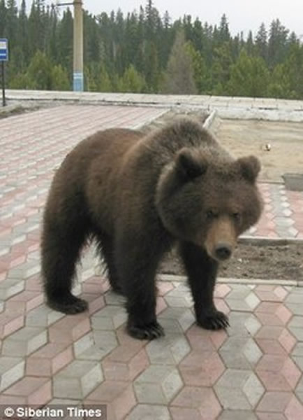 俄罗斯一只棕熊敲击窗户寻找食物