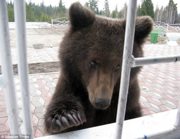 俄罗斯一只棕熊敲击窗户寻找食物