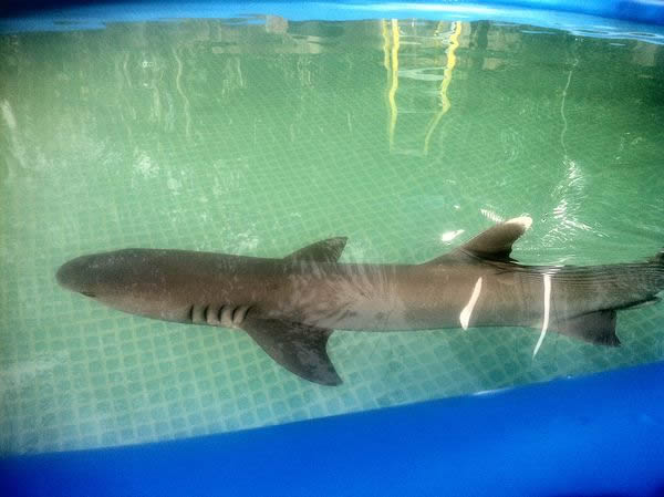 The shark is pictured in a photo provided to PETA by a whistleblower on the set.