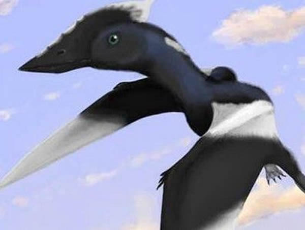 翼龙新物种的复原图