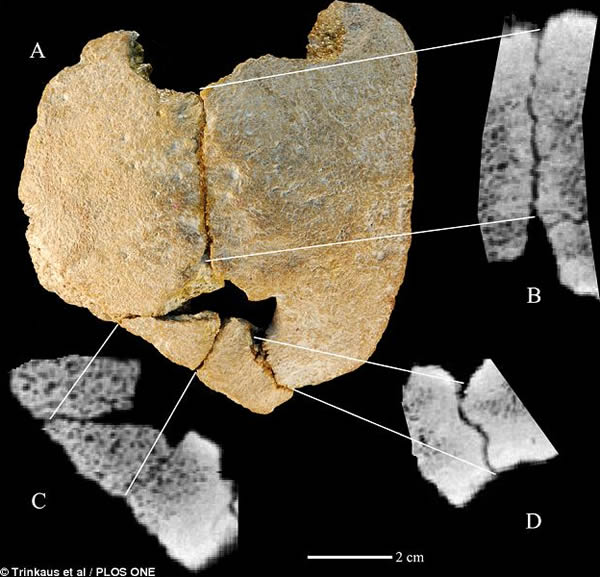 10万年前生活在中国北部的早期人类的头骨碎片