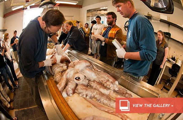 科学家最新研究表明全球各海域发现的神秘巨型鱿鱼具有相同的DNA,均属于同一物种——大王鱿