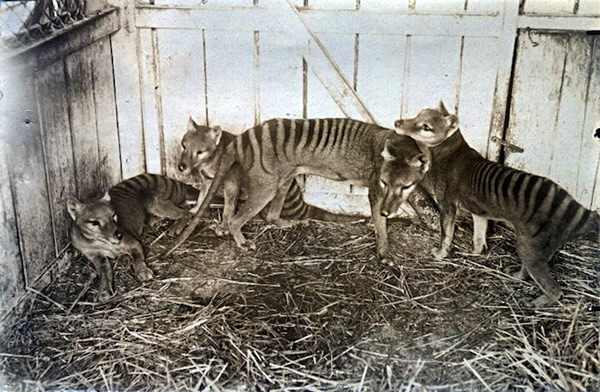 ��˹�����ǻ�