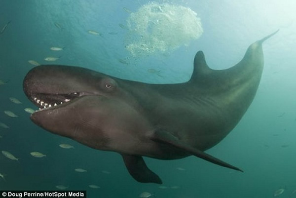 “微笑”的伪虎鲸