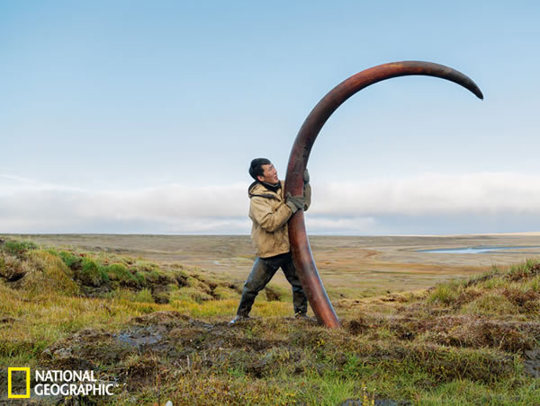 俄罗斯非法猛犸象牙交易:超九成销往中国