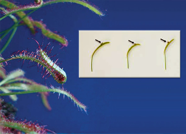 茅膏菜进化出捕捉吞噬猎物系统 - 神秘的地球 