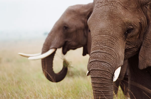 Last year alone, 25,000 elephants were slaughtered and their skulls hacked for t