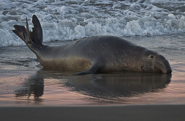 Elephant Seal Stops Traffic in Brazil