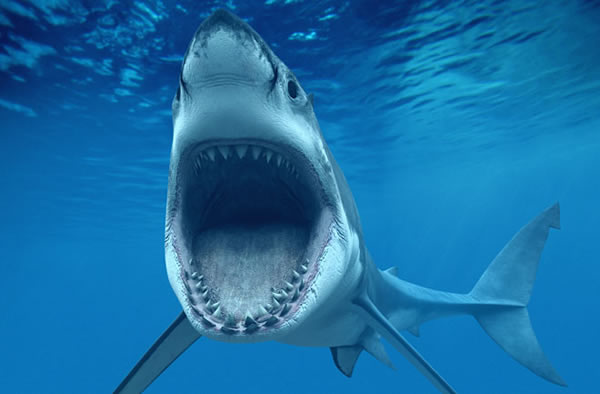 Great white sharks eat three to four times more food than previously thought.