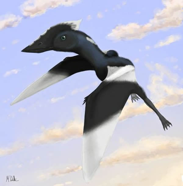 Illustration of the new species of pterosaur