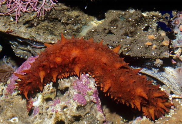 �о����ִ󺣲��ܹ���������Ž�ʳ