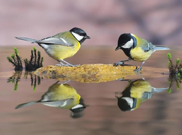 研究发现雌鸟外形越漂亮雏鸟更健康