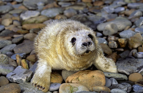 Seal Pup Found in Forest
