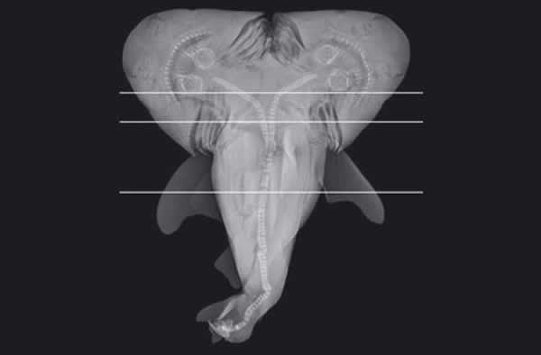 A radiograph shows the fetus of a two-headed bull shark caught off the coast of