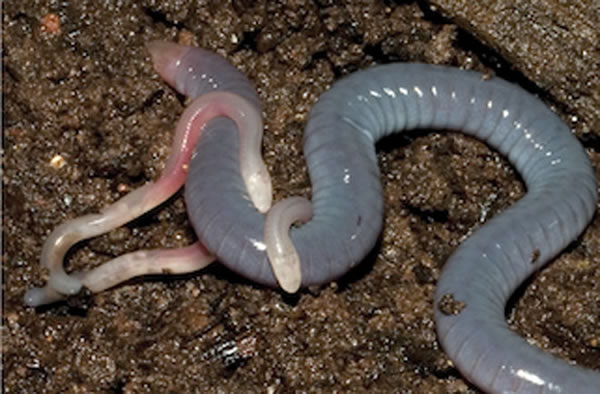 Mom Feeds Her Own Skin to Young