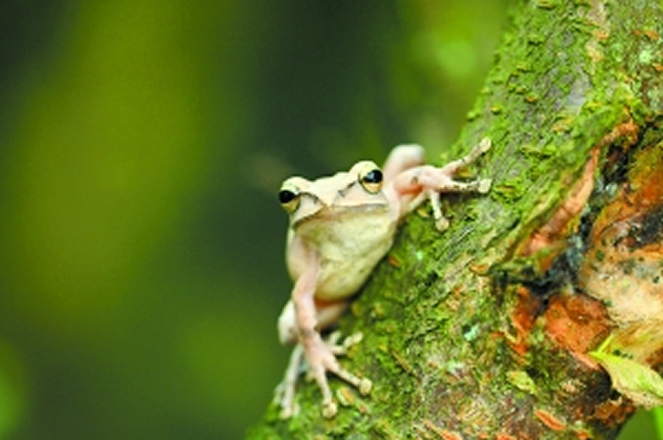 树蛙进化研究揭示地史时期最大的造山运动