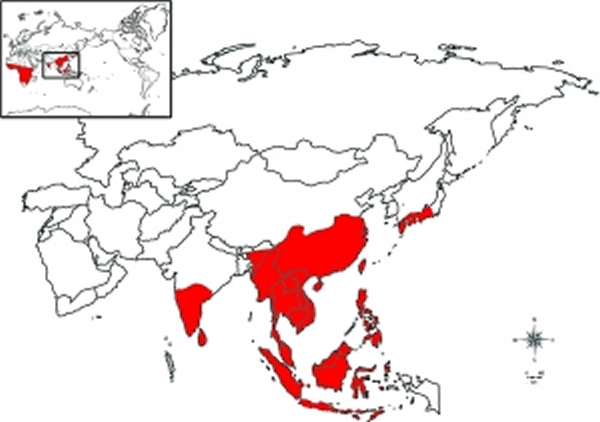 现生树蛙科物种分布范围