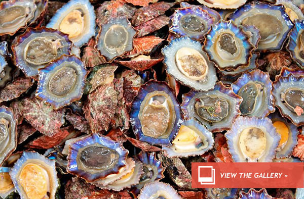 Red Tide Coming to New England