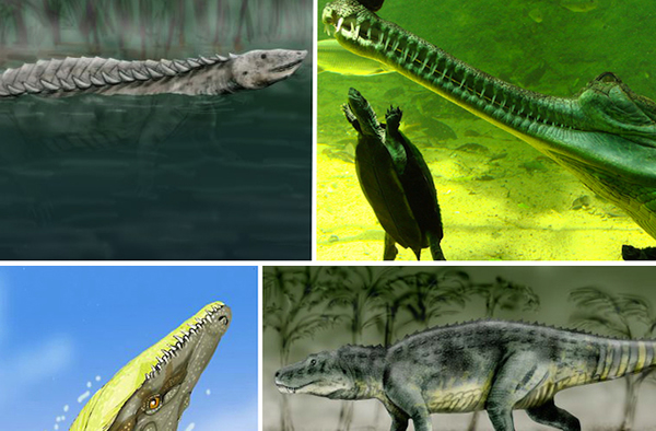 Huge Croc Extinction Led to Dinosaur Domination