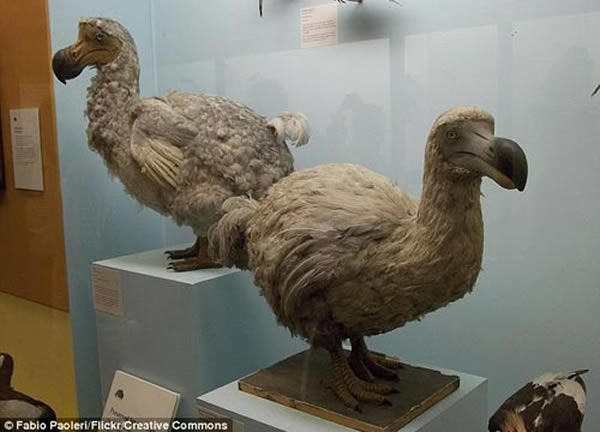 �ɶ��������ʷ�в�������У�����������ɱ����Ϊʳ���������