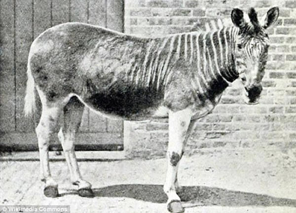 ��һ��������ǰ�¿�����������Ϸǵ��������һֻҰ����¿��1870����ɱ���˹��������һֻ��¿������1883��