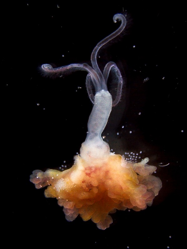 An adult female bone-eating worm. Photograph courtesy Norio Miyamoto/Naturwissen