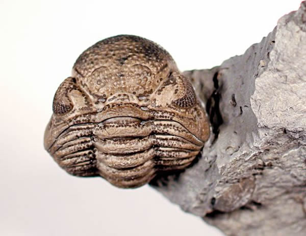 Dark spots found on several trilobite specimens could have been used for camoufl