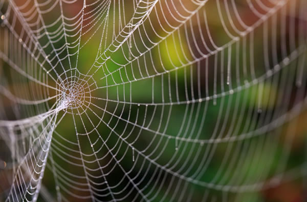 A.I. Recognizes Different Spider Webs