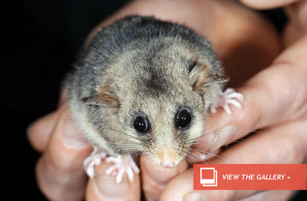 Cute Australian Possum Doomed to Climate Change?