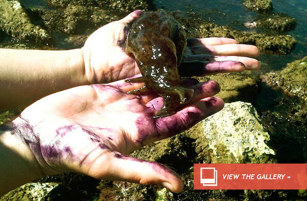 Sea Slug Squirts Venomous Boogers at Enemies