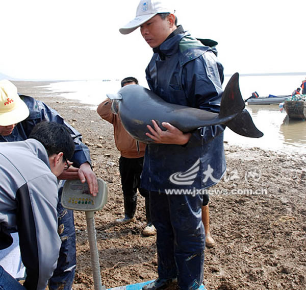 科考时给江豚称重