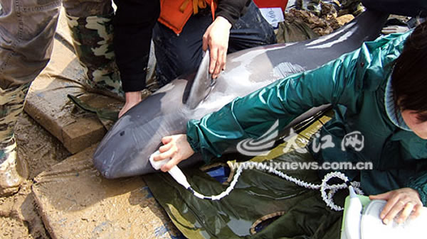 科考时给江豚做B超检查