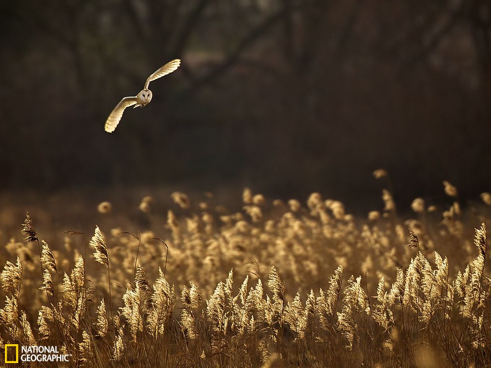 Ӣ������ӥ