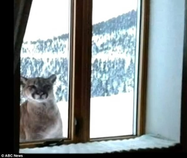 落基山脉的美国居民遇三头美洲狮“登门拜访”