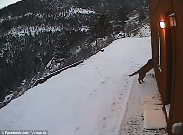 落基山脉的美国居民遇三头美洲狮“登门拜访”