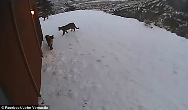 落基山脉的美国居民遇三头美洲狮“登门拜访”