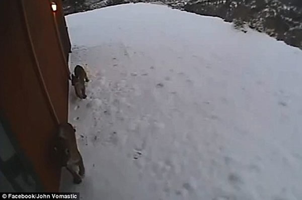 落基山脉的美国居民遇三头美洲狮“登门拜访”