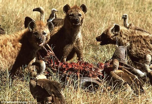 ��ѧר�����ô�Ұ����������ѧ���ļ��η��̣��Ѿ�Ԥ���˵ж԰���֮�䷢��������ͻ��λ�ã�׼ȷ�ȸߴｫ��99%