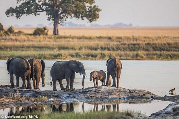 非洲大象过河的惊人照片