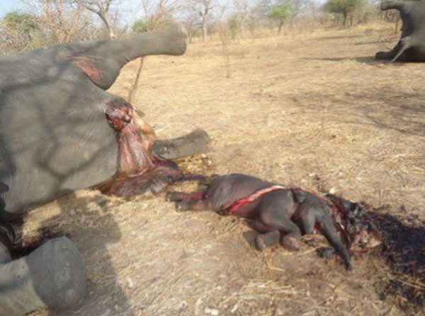 Elephant calf aborted after its mother was shot in March 14-15 poaching incident