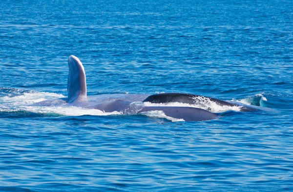 The blue whale, the largest animal on the planet, is rarely spotted in the South
