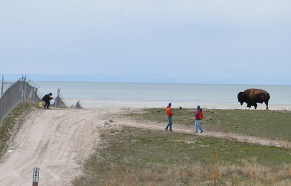 ��������������������԰Ұţ��һ������������դ��