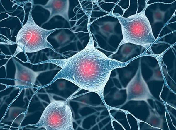 正常的学习思维过程对神经细胞中的DNA有损伤，而这种损伤对学习和记忆非常重要。
