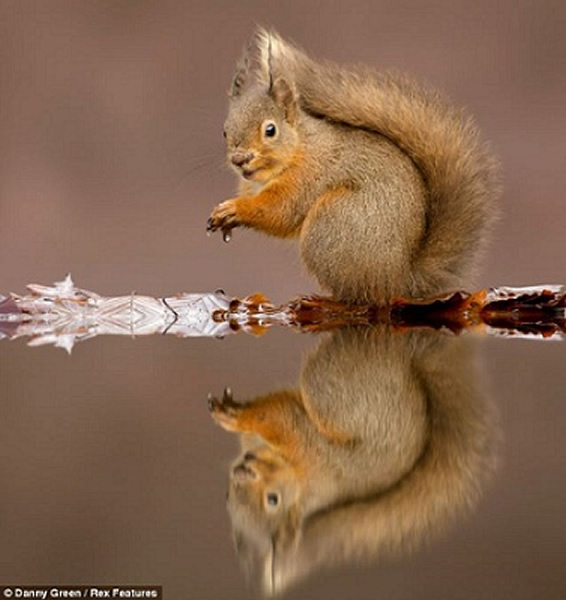 苏格兰红松鼠水边“照镜”