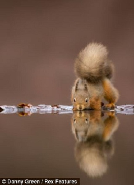 苏格兰红松鼠水边“照镜”